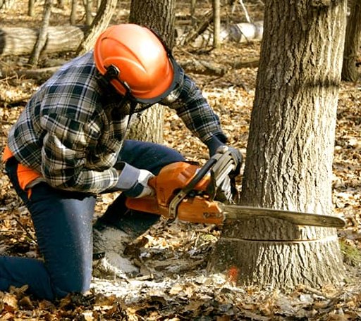 Tree Removal in North Granby, CT